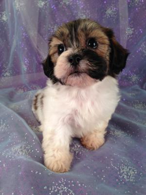 Female Teddy Bear puppy for sale #1 Born April 2013|Looking for a good Dog Breeder Located in Iowa?